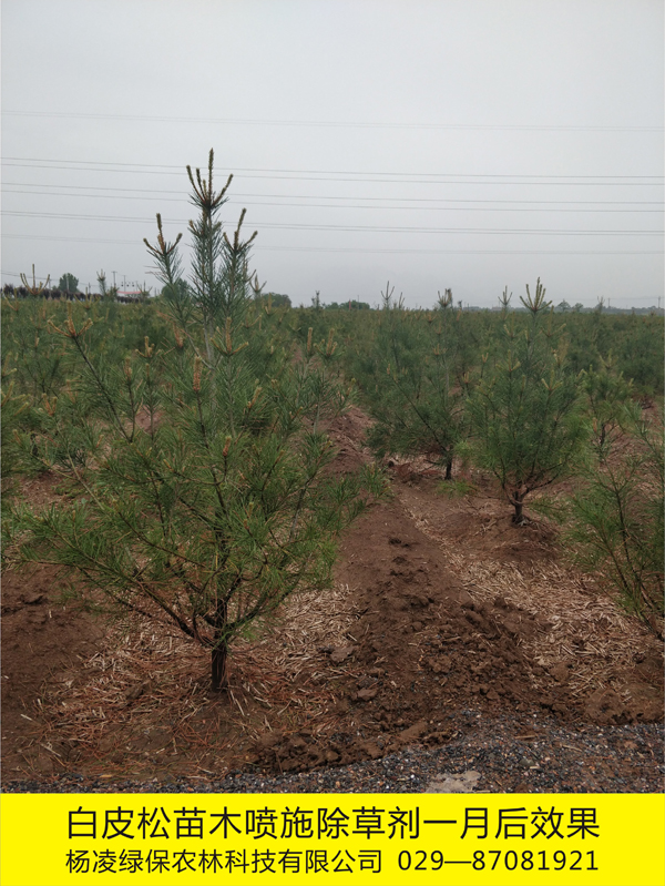 白皮松苗木基地化學除草1